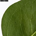 SpeciesSub: subsp. amplifolia